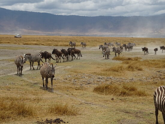 Mit den Gnus sind auch Zebras auf den Weg zur Wasserstelle.