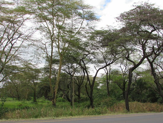 Alles ist üppig grün.