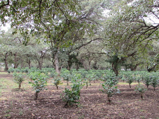 Eine Kaffee Plantage