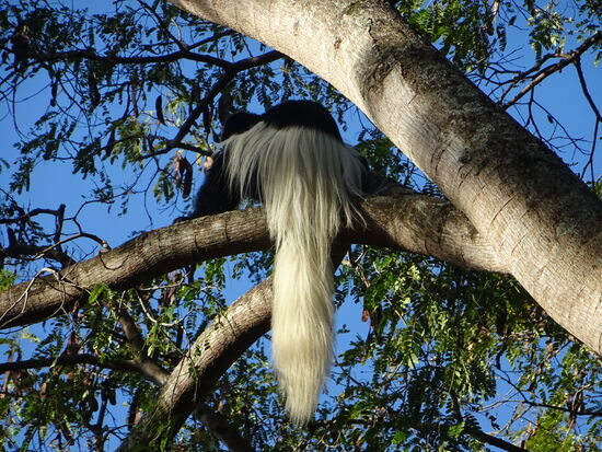 Ein recht großer Affe mit einem extrem breiten weißen Schwanz