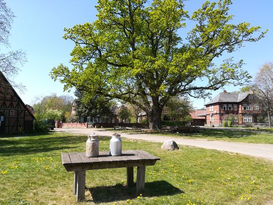Der Dorfplatz von Küsten mit der verbliebenen Rundlingsbebauung und der markanten alten Eiche. Im Vordergrund noch eine Milchbank aus vergangenen Zeiten.