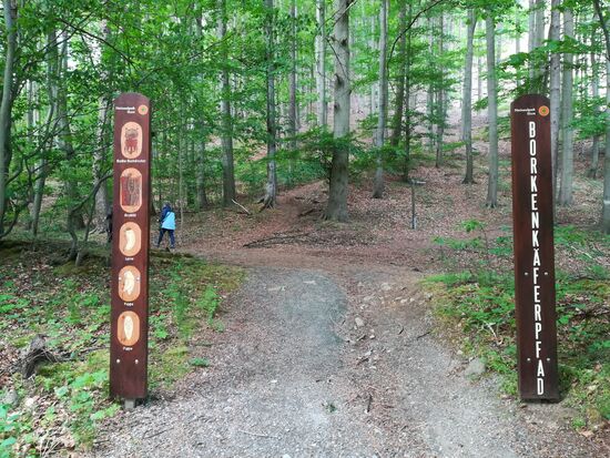 Wir folgen zunächst dem Borkenkäferpfad.