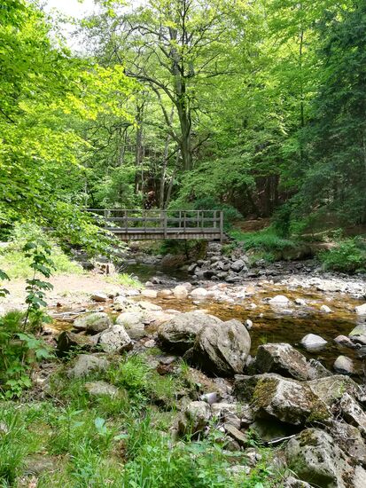 Es gibt einige dieser Holzbrücken über die Ilse. So kann man immer mal wieder auch das Ufer wechseln.