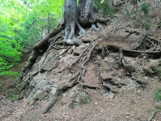Es ist immer wieder erstaunlich wie sich die Bäume mit ihren mächtigen Wurzeln an dem Felsen festhalten.