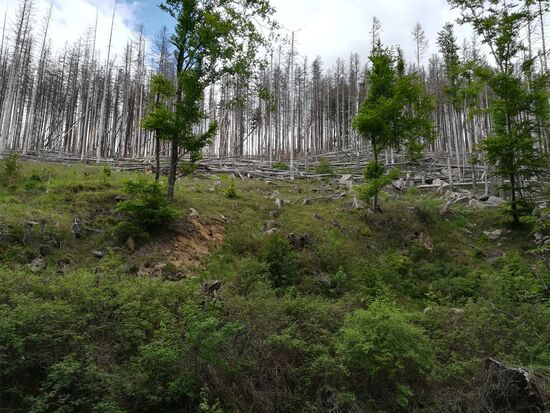 Wir haben inzwischen den Buchenwald verlassen und blicken direkt auf die vertrockneten und vom Borkenkäfer geschädigten Fichten. Unzählige sind bereits umgestürzt.