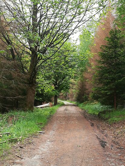 Langsam wird es wieder etwas grüner.