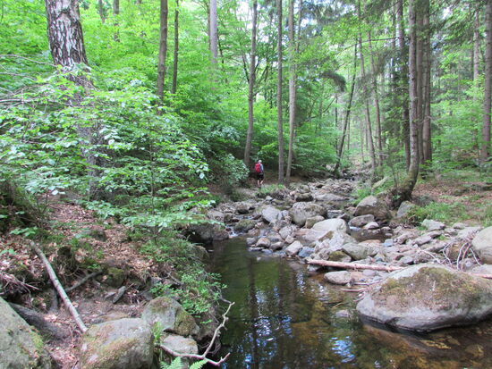 Wenig später ist es nur noch ein kleiner Trampelpfad über Stock und Stein.