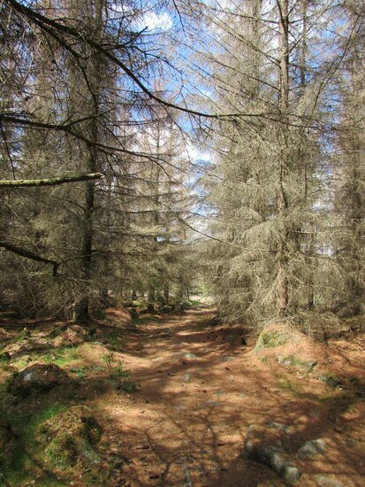 Durch trockenen Fichtenwald geht es Schritt für Schritt weiter.