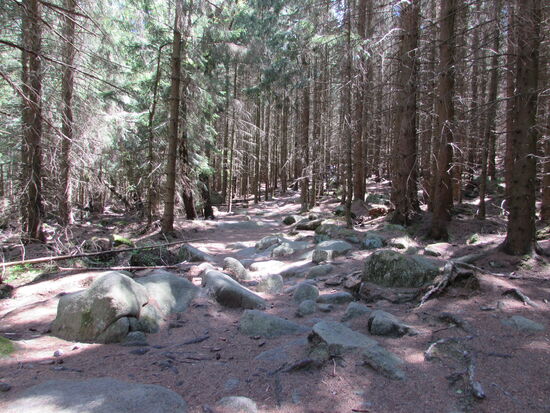 Irgendwo hier über Wurzeln und Steinbrocken führt der Weg.