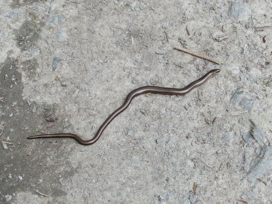 Was schleicht denn da 