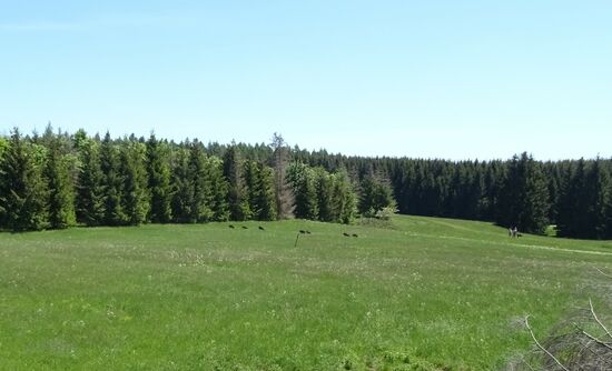 Im Bild kaum zu erkennen, eine Rotte von sieben Wildschweinen.