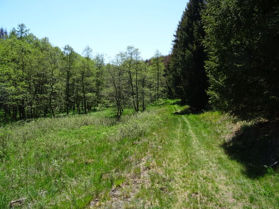 Durch Mischwald geht es zum Ausgangspunkt zurück.