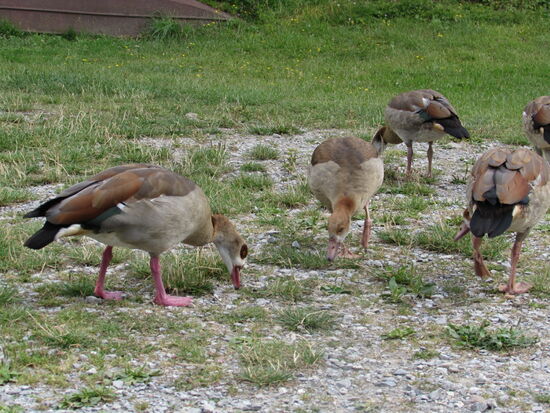 Nilgänse