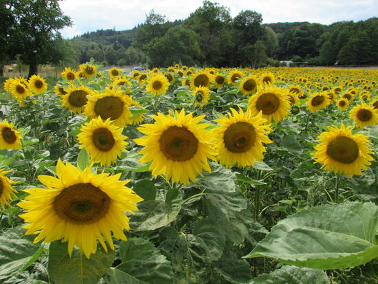 Auf dem Weg nach Blankenburg sind riesige Felder mit Sonnenblumen.