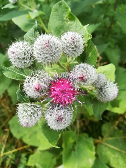 Am Wegesrand wachsen Filzige Kletten