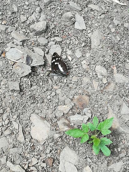 Wir sichten den Schmetterling "Der kleine Eisvogel"