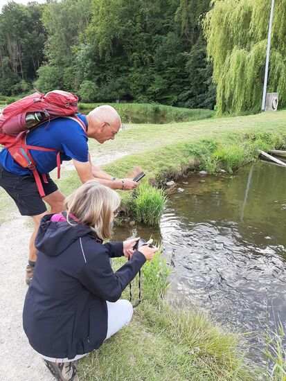 In den Teichen tummeln sich unzählige Karpfen.