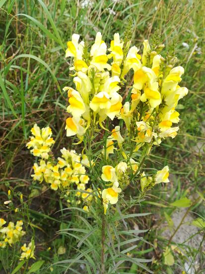 Frauenflachs oder gewöhnliches Leinkraut