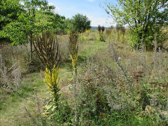 Hier kann man sich die verschiedenen Pflanzen ansehen.