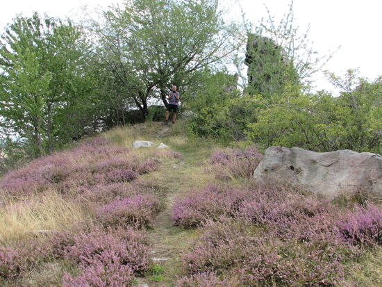 Die Felsen sind von blühender Heide umgeben.