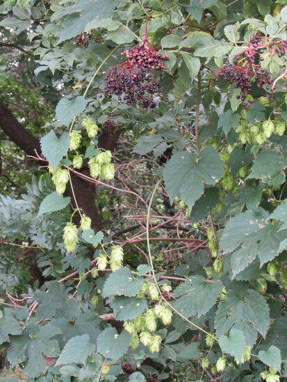 Zur Flusseite wachsen Hopfen und Holunder