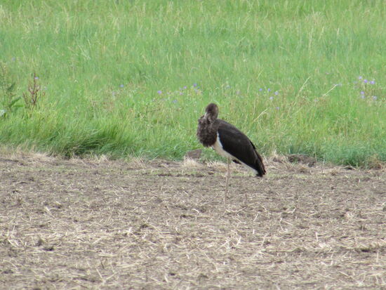 Kurz vor Weddersleben entdecken wir einen jungen Schwarz- Storch. Er ist in unserer Gegend selten geworden.