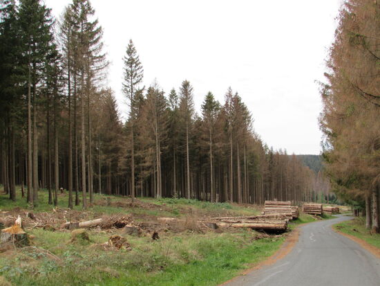 Wir hören schweres Gerät, hier werden selbst an einem Sonntag Fichten gefällt.