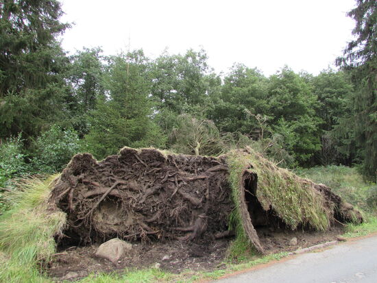 Diese Bäume sind allerdings dem letzten Sturm zum Opfer gefallen.