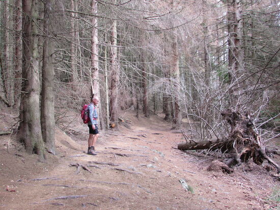Der nun folgende Weg ist nicht nur stark verwurzelt, sondern auch mit einer dicken Schicht von Fichtennadeln bedeckt. Hier sind die Bäume tot.