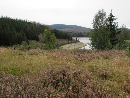 Der Stausee ist umgeben von großen Heideflächen, die kurz vor der Blüte steht.