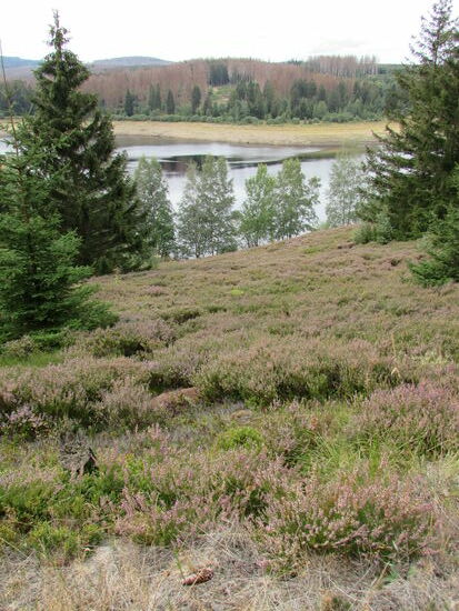 Wir genießen die schöne Aussicht über die Heide auf den See.