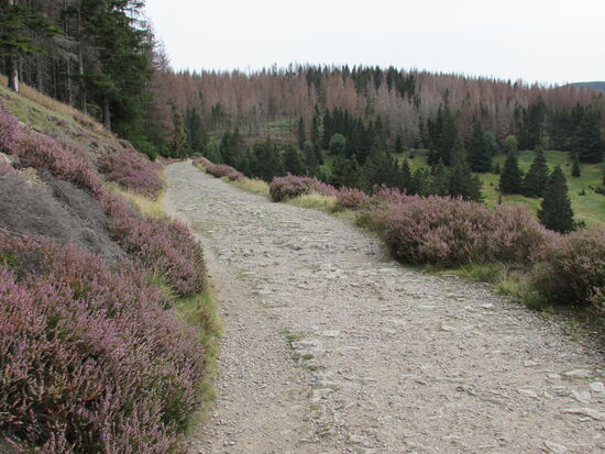 Die Heide begleitet unseren Weg eine ganze Weile.