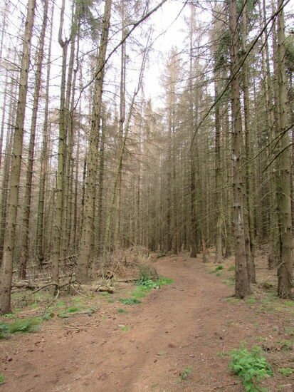 Die Wanderung führt nun wieder durch einen Abschnitt abgestorbener Fichten. Der Borkenkäfer und zwei trockene Sommer waren zuviel für die Bäume.