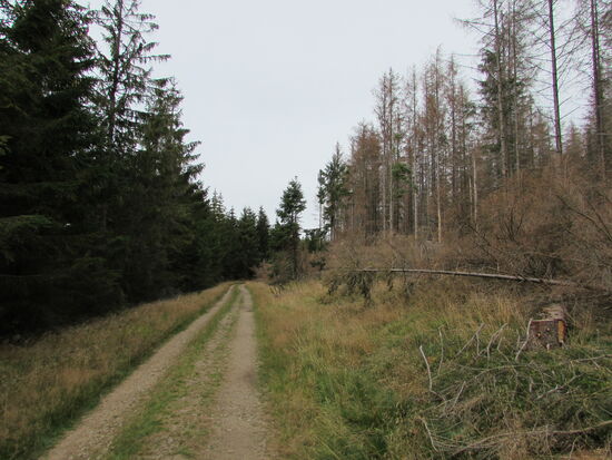 Gestärkt geht es weiter. Erst ein Stück zurück des Weges und dann halten wir uns links und gehen auf dem Eckertaler Rundweg.