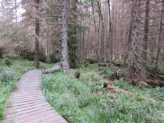 Jetzt geht es auf einem Holzsteg weiter