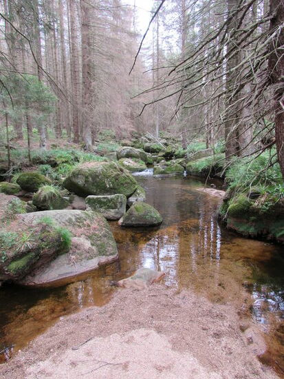 Auf den Felsen entlang der Ecker wachsen unzählige Moose und Farne.
