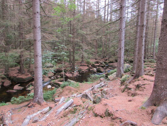 Der Waldboden, die Felsen, alles ist von den Nadeln der abgestorbenen Fichten wie eingepudert.