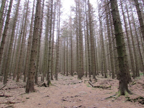 Kleine 250m bergauf durch diesen abgestorbenen Wald