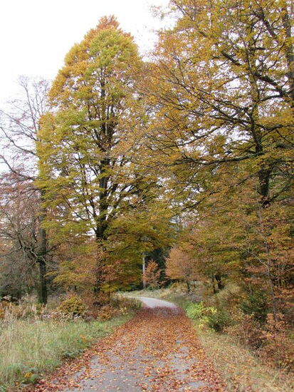 Durch herbstliche Landschaft gehen wir weiter auf breiten Wegen stetig sanft bergab Richtung Rinderstall.