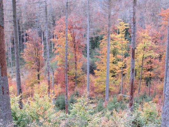 Die Laubbäume verzaubern den ansonsten vertrockneten Fichtenwald in herbstliche Farben.