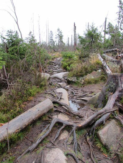 Über stark verwurzelte schmale Wege geht es zunächst weiter und alles ist ganz schön rutschig. Da ist Trittsicherheit und gutes Schuhwerk gefragt.