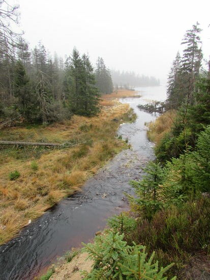 Hier fließt die Oder in den Oderteich.