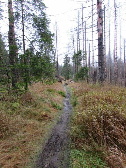 Auf schmalen, matschigen Trampelpfaden geht es immer weiter bergauf.
