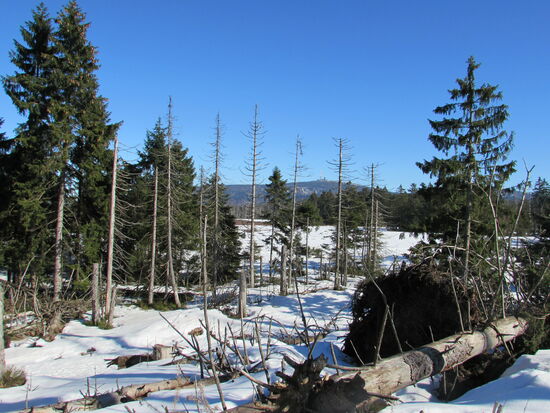 Linker Hand ist in der Ferne wieder der Brocken zu sehen.