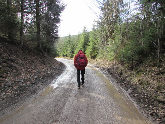 Der Forstweg ist heute zwar sehr matschig, lässt sich aber ansonsten gut gehen.