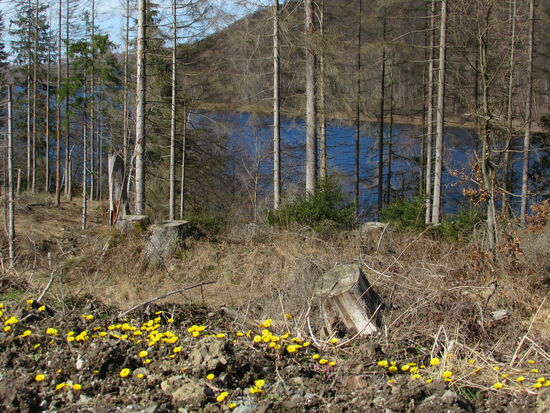Am Wegesrand die ersten Frühlingsboten.