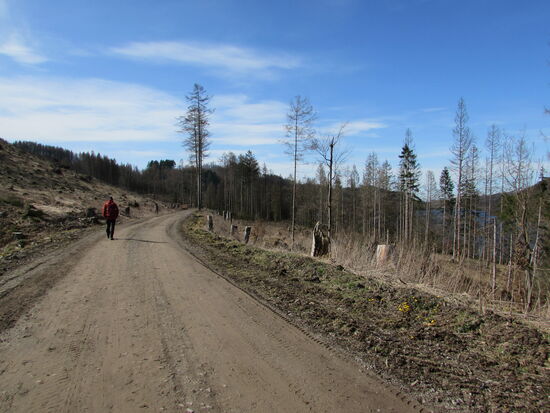 Entlang des Weges wurde viel abgeholzt. Der Borkenkäfer und die trockenen Sommer der letzten Jahre haben dem Wald stark zugesetzt.