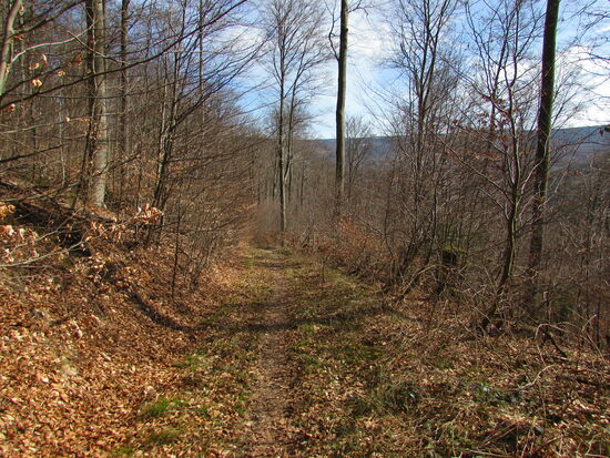 Wir verlassen den breit ausgebauten Forstweg und folgen diesem schmalen Pfad.