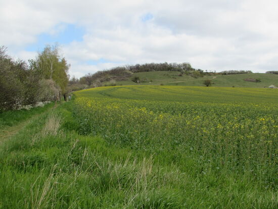 Ein schmaler Pfad führt entlang des Feldes hinauf auf den kleinen Hügel.