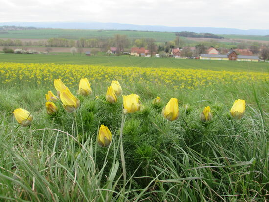 Am Feldrand und weiter oberhalb auf der Wiese finden wir dann auch schon das gelbe Adonisröschen.